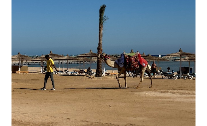 Apartmány v Egypte - fotografia 13